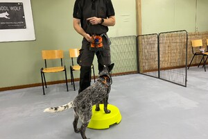 Silver: puppy curcus