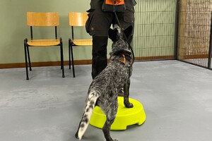 Silver: puppy curcus