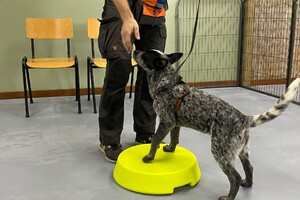 Silver: puppy curcus