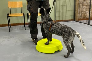 Silver: puppy curcus