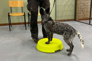 Silver: puppy curcus