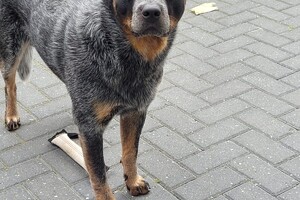 Ezran Dundee: apporteren in de tuin