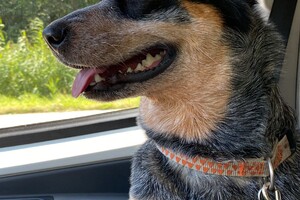 Abby Lavie: Ik ben loops