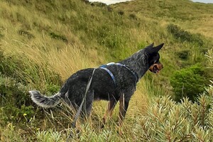 Soran Bart: ochtend wandeling 