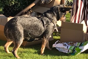 Kerst workshop: trickdog en balans en coördinatie 