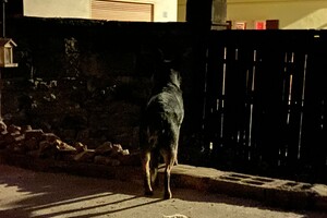 Abby Lavie: Duitsland