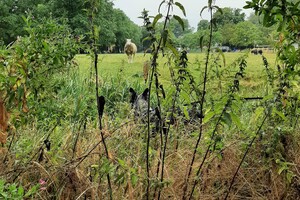 Soran Bart: in de auto