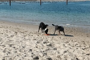 Ava Kira en Flynn: genieten