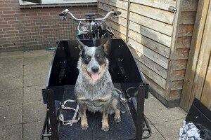 Ava Kira en Flynn: hondenschool 