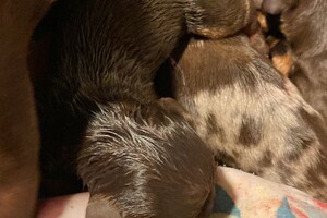 4e pup Eerste teefje 