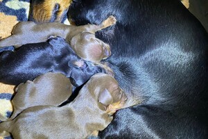 Cato: Noortje - Rakker - (Fien) Luna