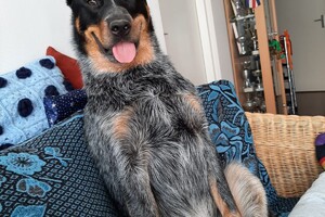 Soran Bart: blij ei op de bank