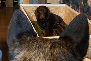 Abby Lavie: Mijn roedel