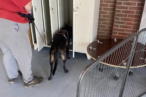 Yada en bucky: detectie les