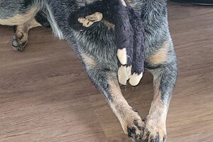 Ezran Dundee en aapje