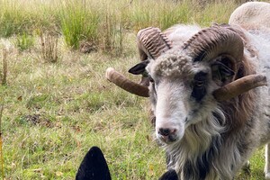 Abby Lavie: Mijn boerderij