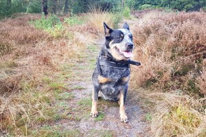 Rasweekend vakantie! Yada