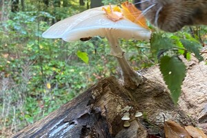 Abby Lavie: genieten