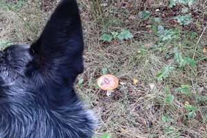 Soran Bart: genieten