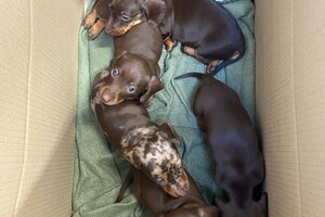 Abby Lavie en Fiep: Frits