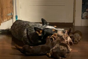 Frits en Abby: mijn roedel 