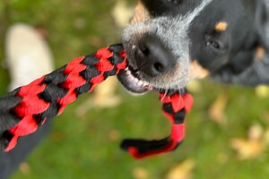 Ellis Coco: ouder en rustiger