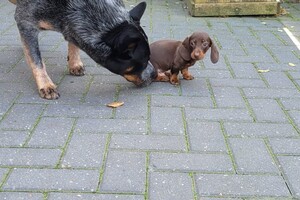 Ezran Dundee en Manfred Olivier(van Fiep)