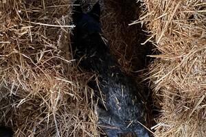 Ava kira,: in de hooiberg 