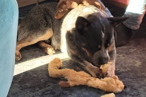 Ezran Dundee en Manfred (van Fiep)