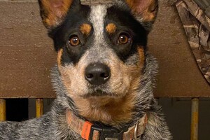 Abby Lavie: verjaardag