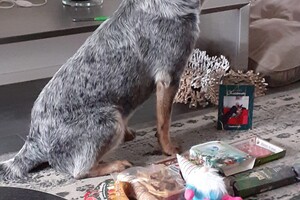 Ava Kira: kerstkaart