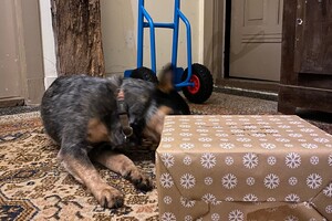 Abby Lavie: Mijn kerstpakket 