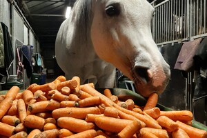 Soran Bart: Sinterklaas: dieren krijgen wortels