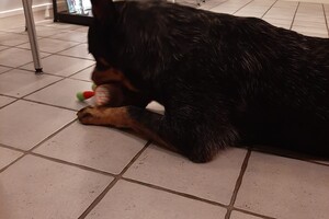 Soran Bart: kerstpakket 