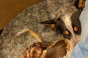 Abby Lavie: Mijn boerderij 