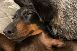 Abby Lavie: Mijn roedel