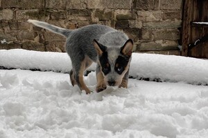 Abby lavie: oude foto 