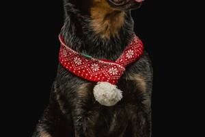 Soran Bart: kerstdagen