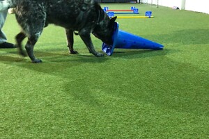 Silver: agility puber curcus