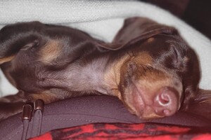 Olivier Manfred: kerstavond 