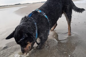 Soran Bart: nieuwe jaars duik