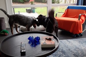 Ava Kira en Flynn: jaarwisseling op vakantiepark