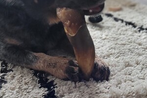 Ezran Dundee: knauwen aan oortje