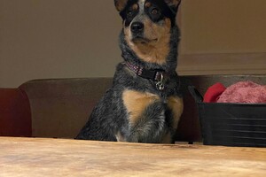 Abby lavie: nieuwe thuis (met dezelfde eigenaars)