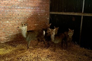 Abby lavie: Sika herten thuis