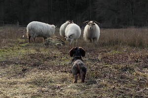 Frits: solo bij de schapen 
