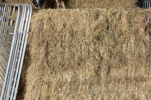 Abby lavie en Frits: spelen in het hooi