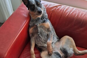 Ava Kira: ik ben waaks