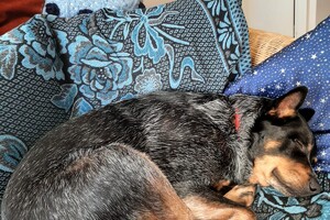 Soran Bart: Lekker liggen: ik heb geen zin meer in detectie