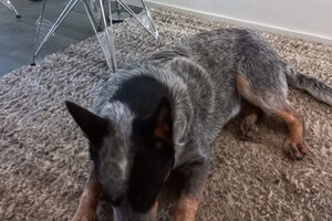 Ava Kira: Lekker aan een bot